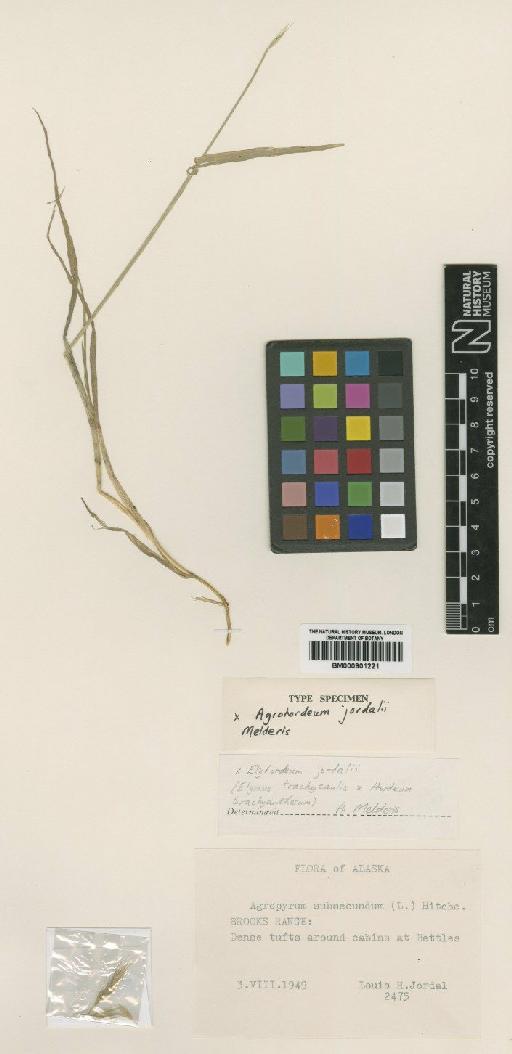 × Agrohordeum jordalii Melderis - BM000901221 (2)