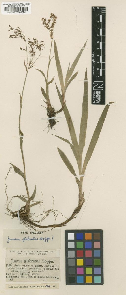 Luzula glabrata (Hoppe) Desv. - BM000597733