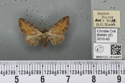Eupithecia icterata (Stephens, 1831) - BMNHE_1816685_393425