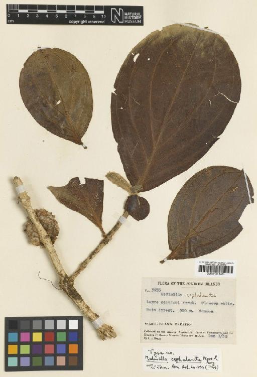 Medinilla cephalantha Merr. & L.M.Perry - BM001015463