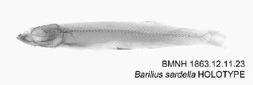 Barilius sardella Günther, 1868 - BMNH 1863.12.11.23 - Barilius sardella HOLOTYPE Radiograph