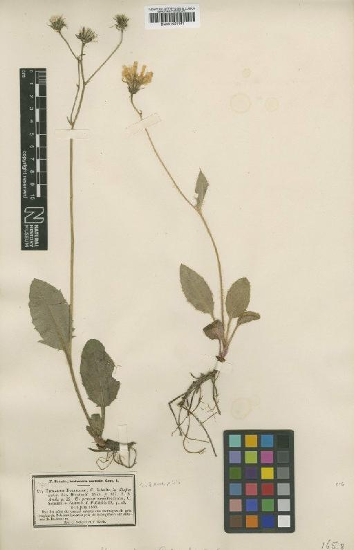 Hieracium maculatum subsp. pollichiae (Sch.Bip.) Zahn - BM001051141
