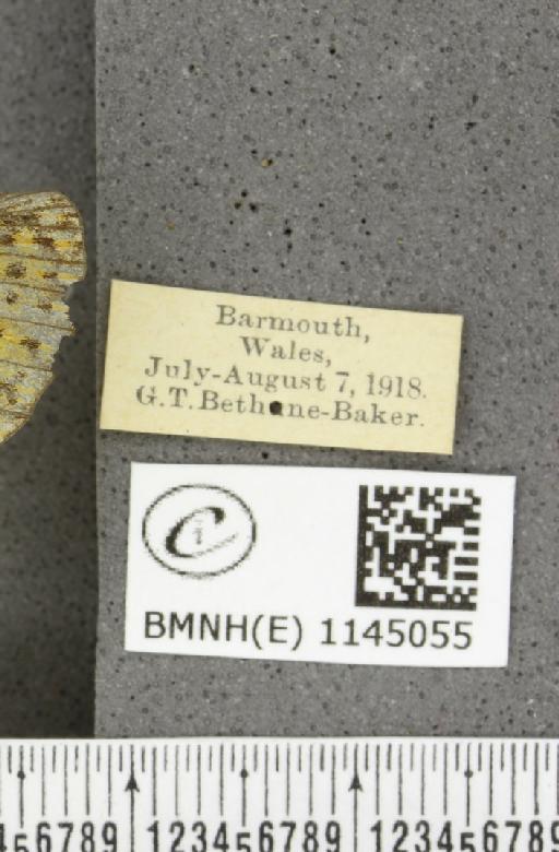 Boloria selene selene Denis & Schiffermüller, 1775 - BMNHE_1145055_label_99548