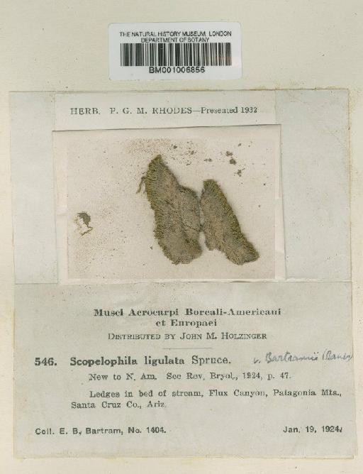 Scopelophila ligulata (Spruce) Spruce - BM001006856