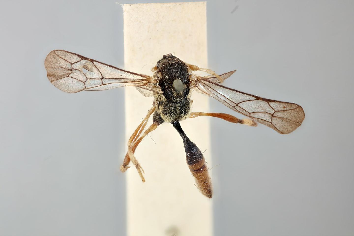 Microcharops fulvohirtus