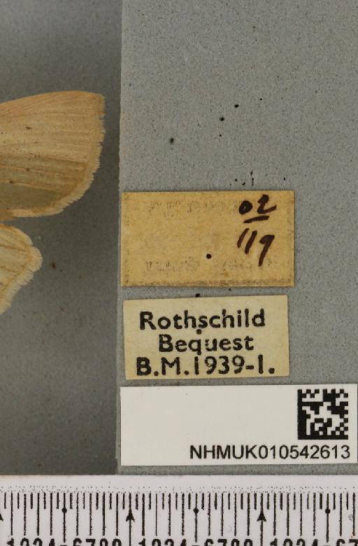 Rhizedra lutosa (Hübner, 1803) - NHMUK_010542613_a_label_599384