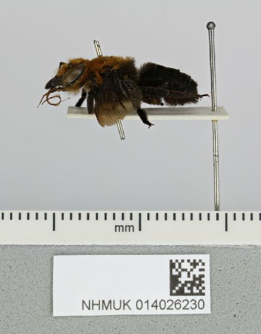 Megachile (Pseudomegachile) determinata Smith, F., 1879 - 014026230__-