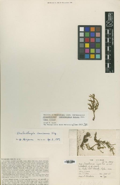 Neolindbergia densiramea Nog. - BM000986817