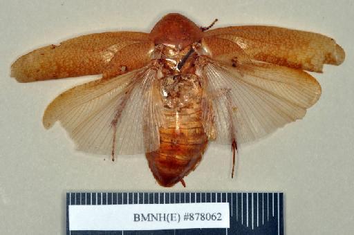 Epilampra repanda Walker, 1868 - Epilampra repanda Walker, F, 1868, female, holotype, dorsal. Photographer: Heidi Hopkins. BMNH(E)#878062