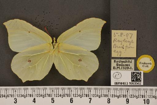 Gonepteryx rhamni rhamni Linnaeus, 1758 - BMNHE_1083562_63701