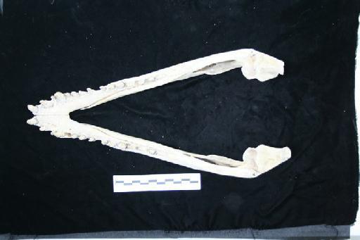 Crocodylus niloticus - C_niloticus_1959.1.8.55(mand1)