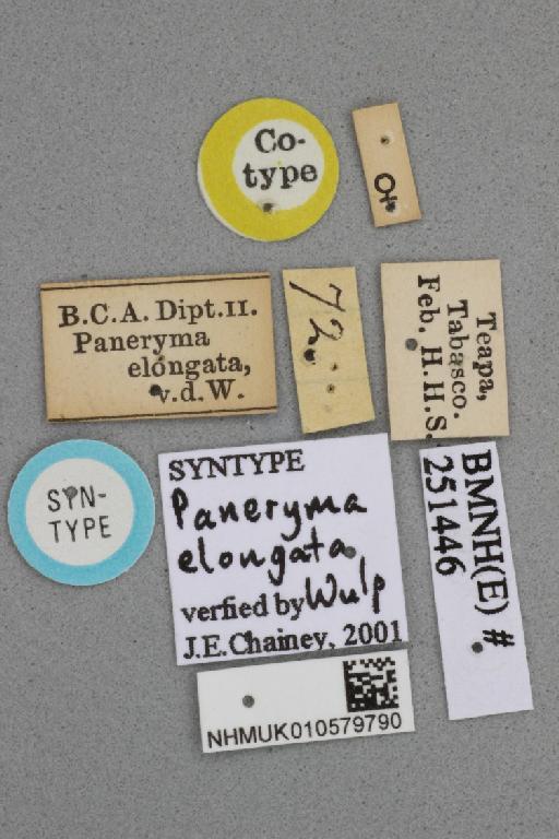 Paneryma elongata van der Wulp & van der Wulp, 1899 - Paneryma elongata NHMUK 010579790 syntype female labels