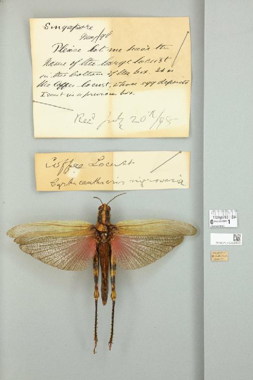 Valanga nigricornis nigricornis (Burmeister, 1838) - 012498433_73409_94567