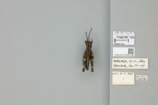 Traulia azureipennis azureipennis (Serville, 1838) - 012498358_71867_94387