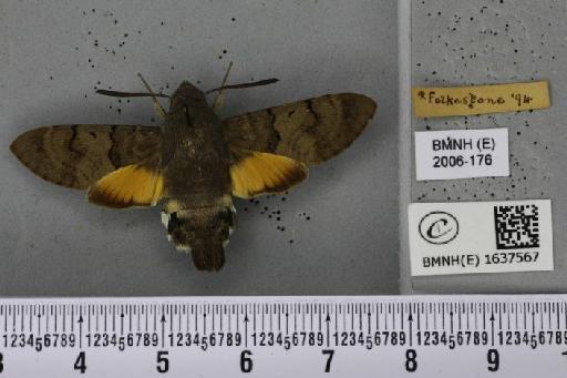 Macroglossum stellatarum (Linnaeus, 1758) - BMNHE_1637567_206252