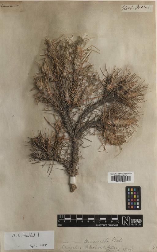 Astragalus angustifolius subsp. pungens Hayek - BM000750978