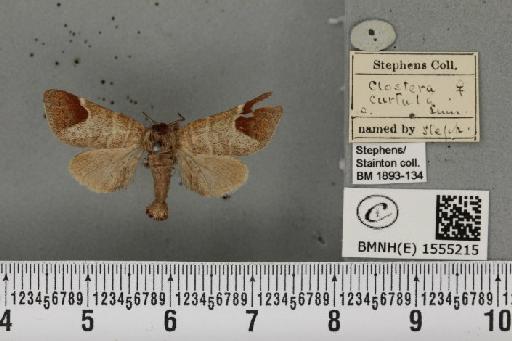 Clostera curtula (Linnaeus, 1758) - BMNHE_1555215_249458