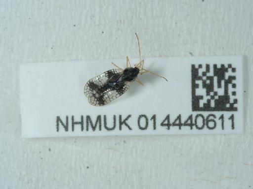 Stephanitis (Stephanitis) takeyai Drake & Maa, 1955 - 014440611_3