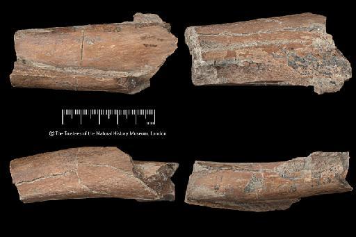 Mycterosuchus nasutus Andrews, 1909 - NHMUK PV R 2617 - femoral shaft prior to sectioning