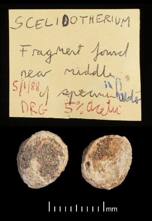 Scelidotherium leptocephalum Owen, 1840 - NHMUK PV M 82206 Bagged Fragments (1).tif