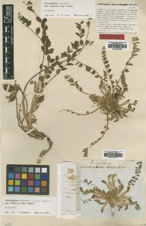 Astragalus caprinus subsp. lanigerus (Desf.) Maire - BM000997318