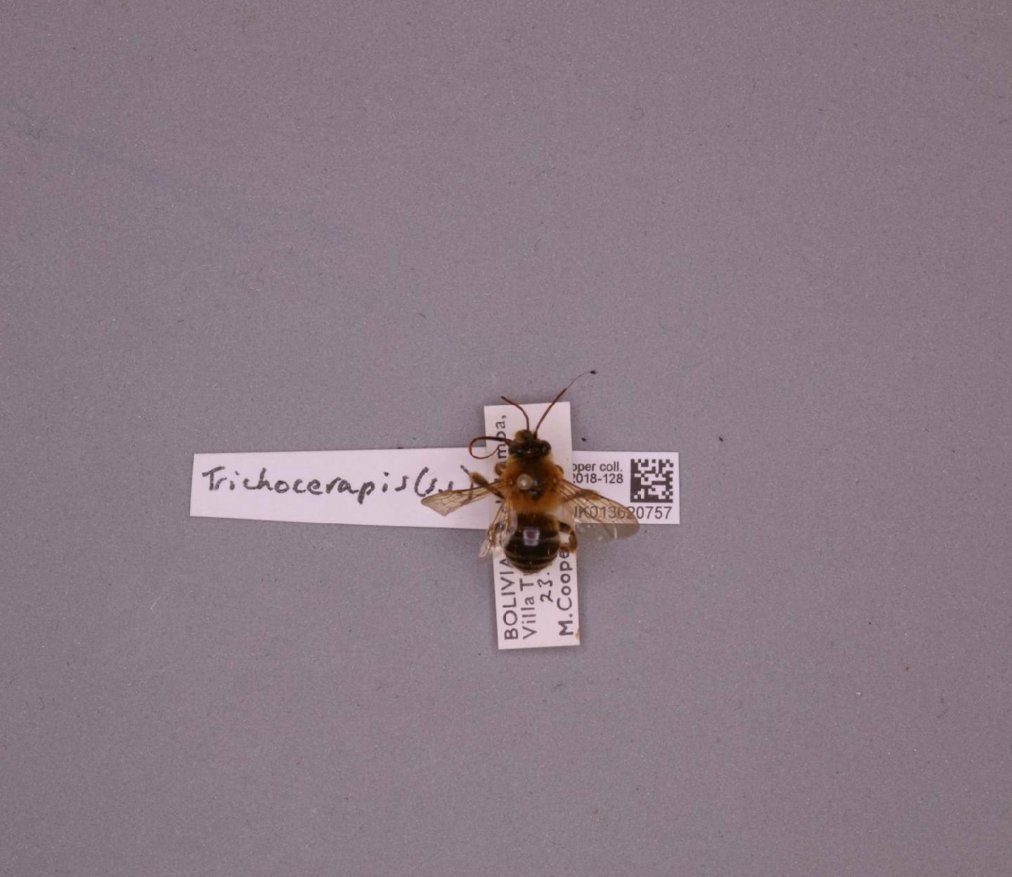 Trichocerapis