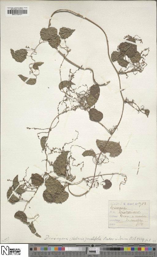 Dioscorea cotinifolia Kunth - BM001051974