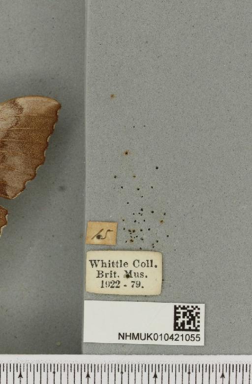 Laothoe populi populi (Linnaeus, 1758) - NHMUK_010421055_label_525997