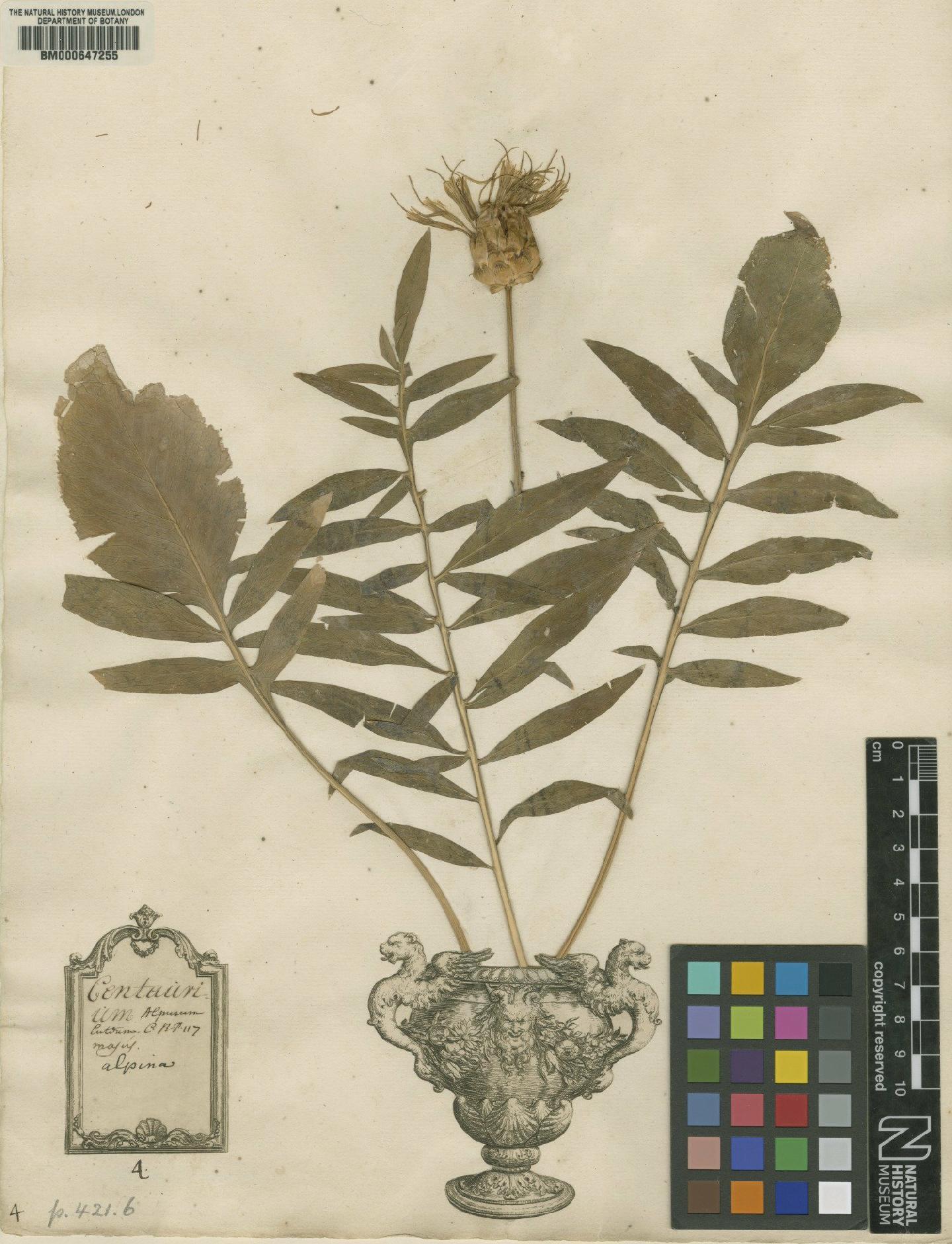 To NHMUK collection (Centaurea alpina L.; Original material; NHMUK:ecatalogue:4702961)