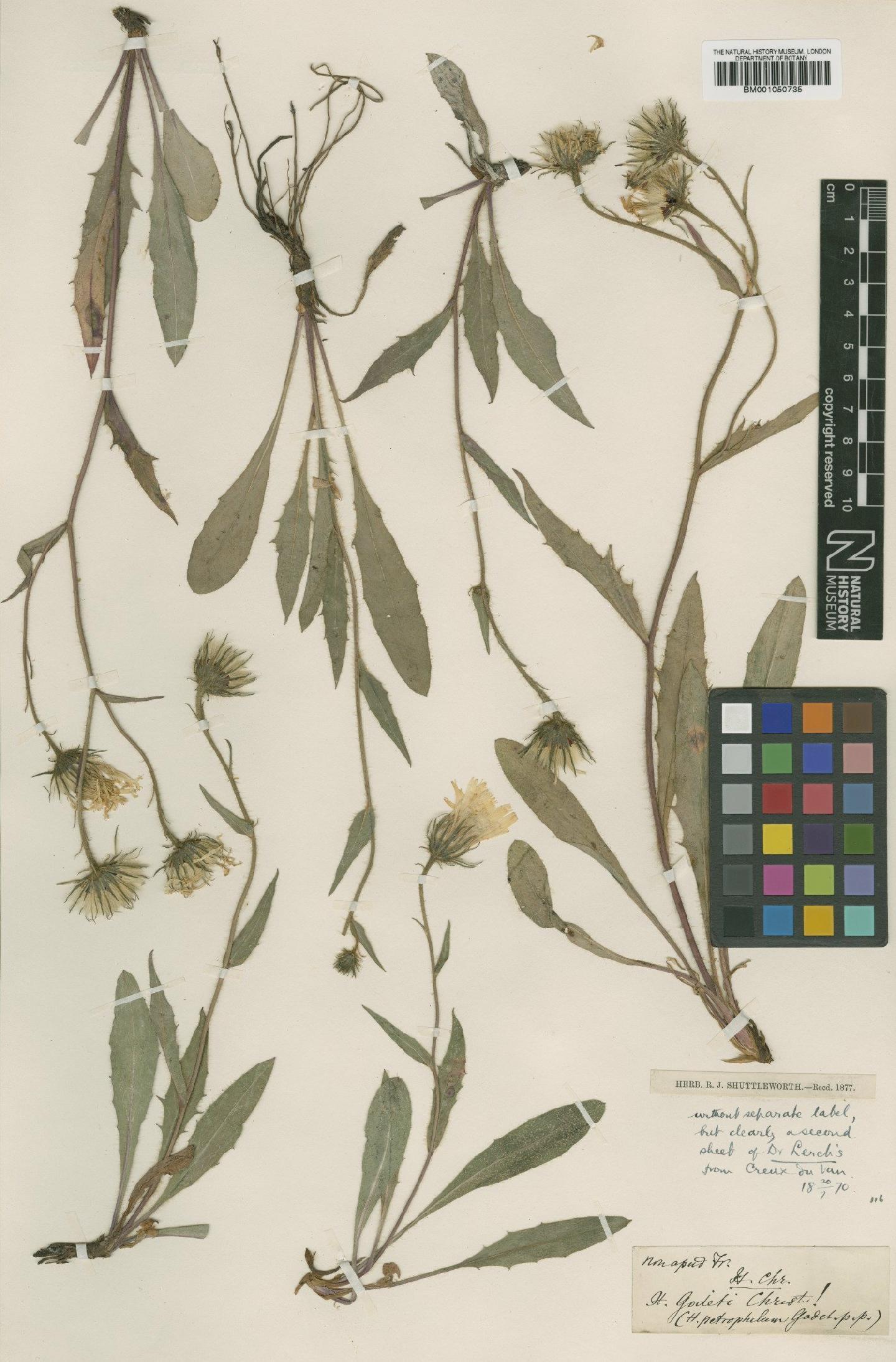 To NHMUK collection (Hieracium leucophaeum subsp. petrophilum (Godet) Zahn; TYPE; NHMUK:ecatalogue:2398458)