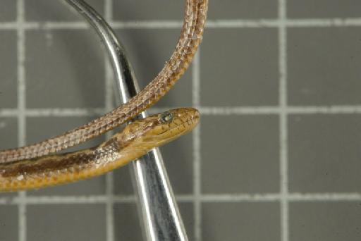 Natrix groundwateri - Image of specimen 1969.1706