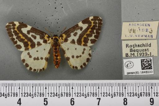 Abraxas grossulariata (Linnaeus, 1758) - BMNHE_1848033_418245