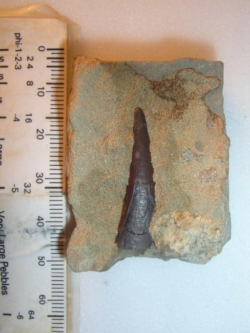Hyposaurus derbianus Cope, 1886 - R305 R8662 pterosaur tooth