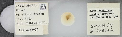 Bactrocera (Bactrocera) zonata (Saunders, 1842) - BMNHE_1444277_57197