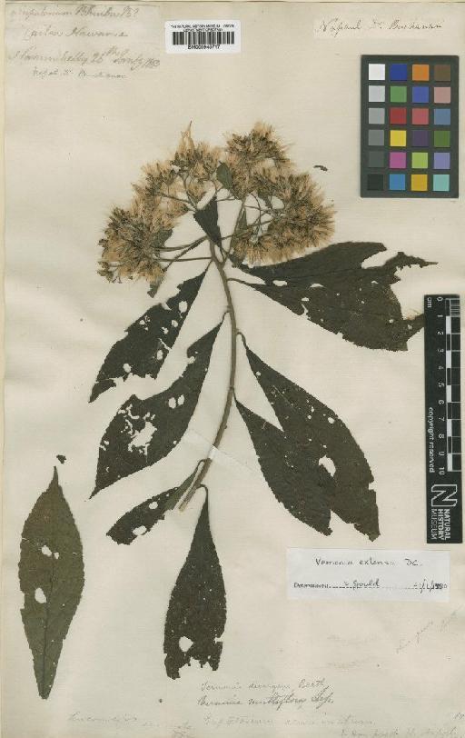 Vernonia extensa DC. - BM000945717