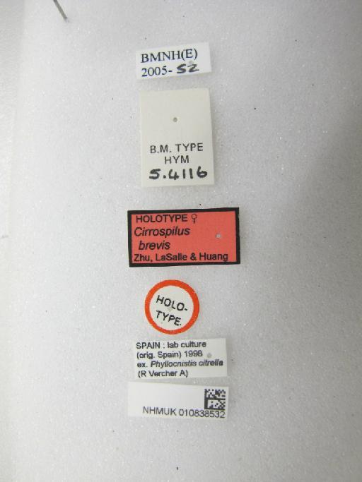 Cirrospilus brevis Zhu, LaSalle & Huang, 2002 - 010838532_Labels