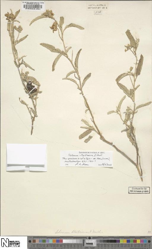 Solanum sturtianum F.Muell. - BM000596898