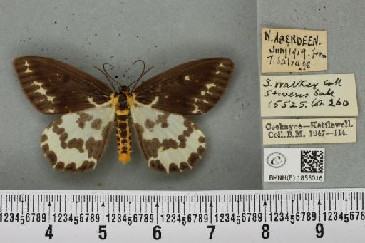 Abraxas grossulariata ab. aberdoniensis Raynor, 1923 - BMNHE_1855016_415681