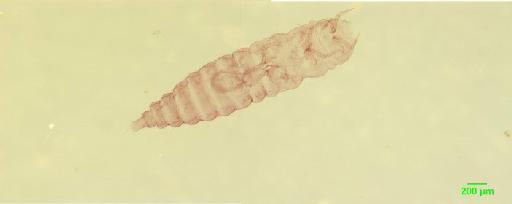 Scaphidiinae Latreille, 1806 - 010189094___1