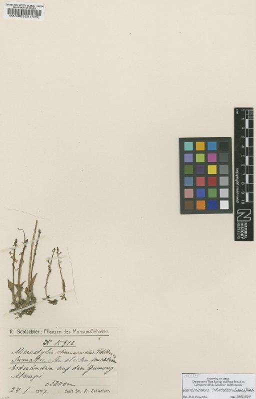 Glossochilopsis chamaeorchis (Schltr.) Szlach. - BM000082920