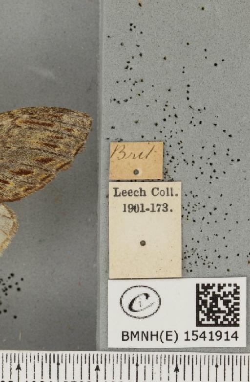 Peridea anceps (Goeze, 1781) - BMNHE_1541914_label_245381