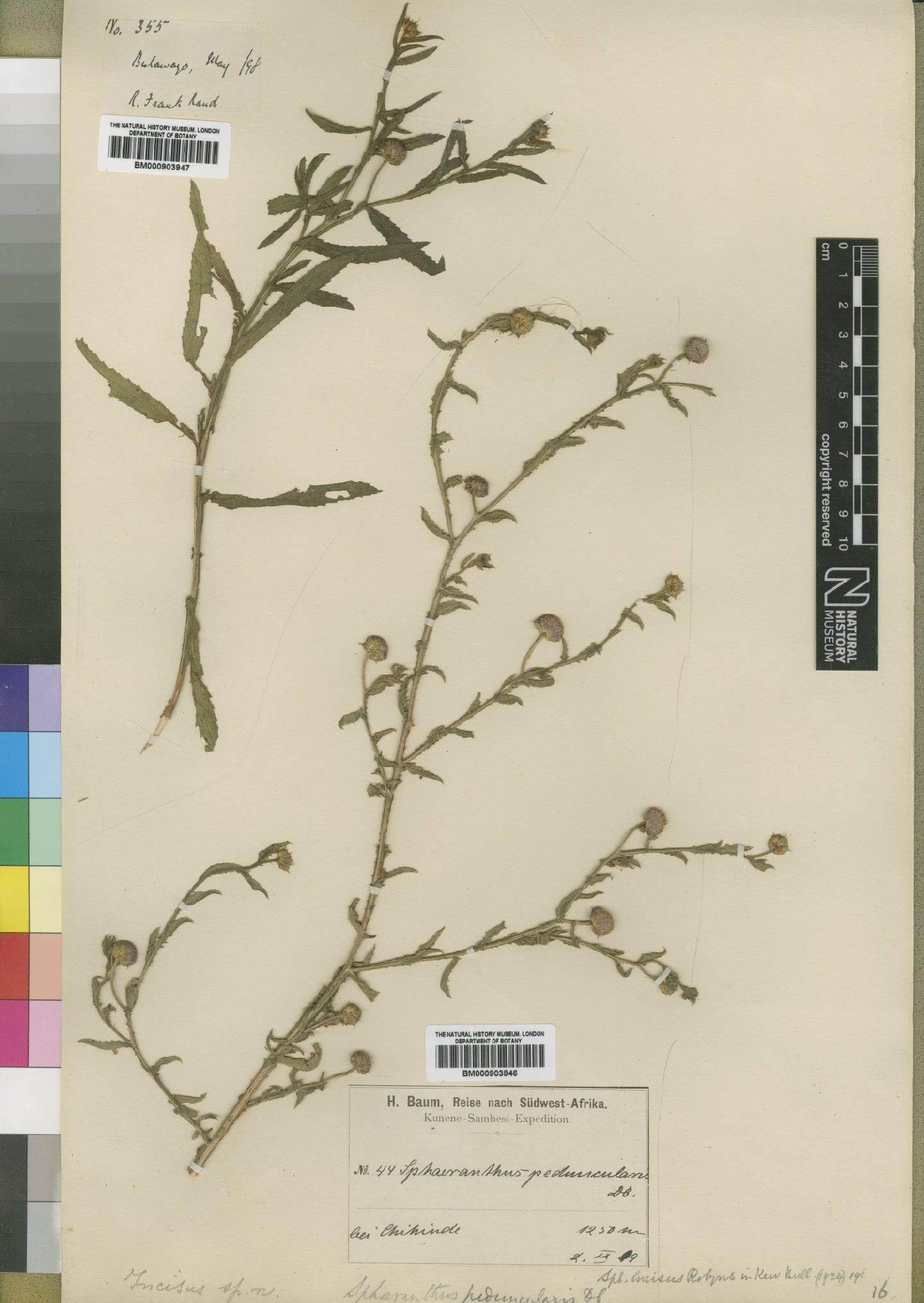 To NHMUK collection (Sphaeranthus incisus Robyns; Isotype; NHMUK:ecatalogue:4528995)