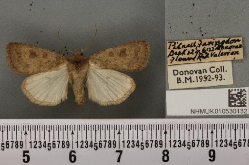 Caradrina morpheus (Hufnagel, 1766) - NHMUK_010530132_584156