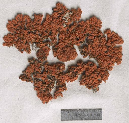 Caloplaca tegularis (Ehrh.) Sandst. - BM001096638_a