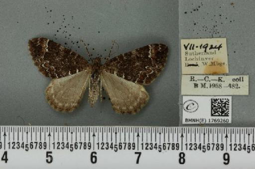 Dysstroma truncata truncata (Hufnagel, 1767) - BMNHE_1769260_349953