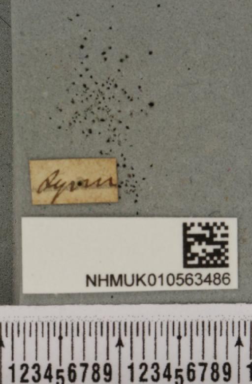 Cirrhia icteritia (Hufnagel, 1766) - NHMUK_010563486_label_621044