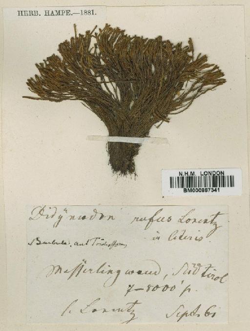 Didymodon asperifolius (Mitt.) H.A.Crum, Steere & L.E.Anderson - BM000867341