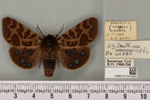 Arctia caja ab. fumosa Horhammer, 1928 - NHMUK_010416245_528514