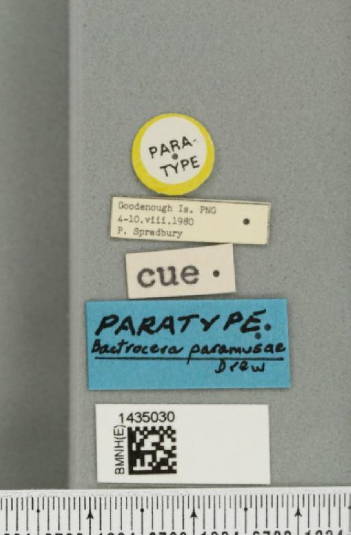 Bactrocera (Bactrocera) paramusae Drew, 1989 - BMNHE_1435030_label_28489