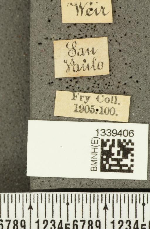 Acalymma bivittulum (Kirsch, 1883) - BMNHE_1339406_label_20511